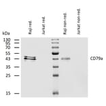 WB - Anti-CD79a Antibody [HM47] (A86331)