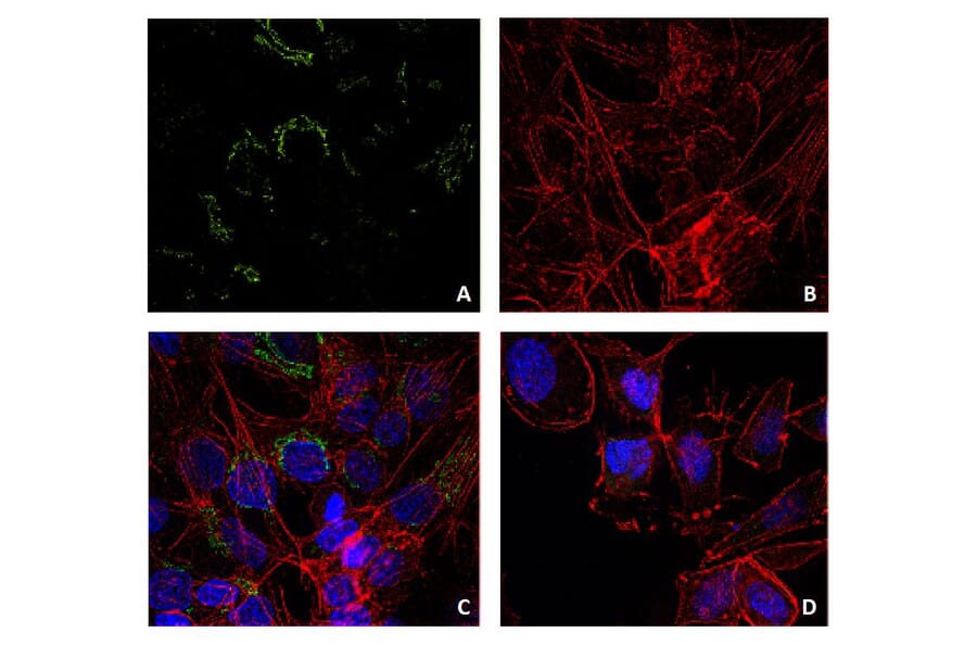 ICC - Anti-Lysozyme Antibody [LZ598-10G9] (A86332)