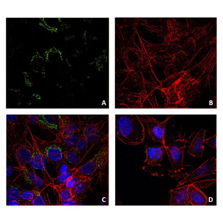 ICC - Anti-Lysozyme Antibody [LZ598-10G9] (A86332)
