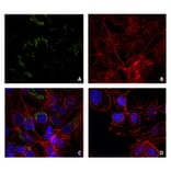 ICC - Anti-Lysozyme Antibody [LZ598-10G9] (A86332)