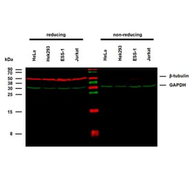 WB - Anti-beta Tubulin Antibody [TU-06] (A86335)