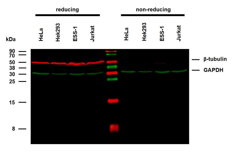 WB - Anti-beta Tubulin Antibody [TU-06] (A86335)
