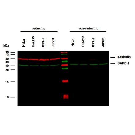 WB - Anti-beta Tubulin Antibody [TU-06] (A86335)