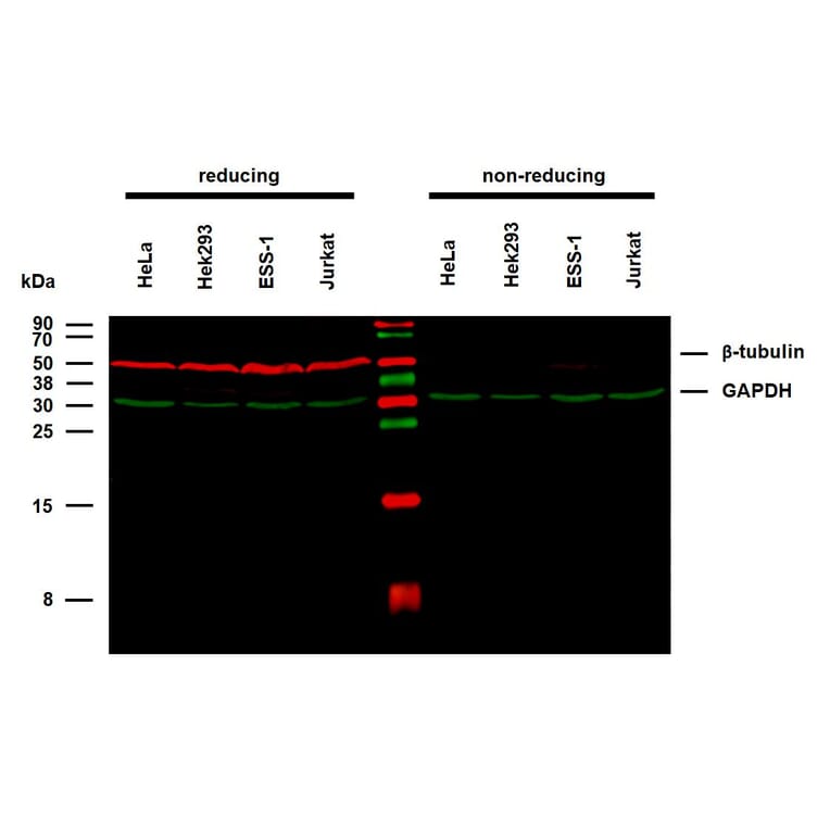 WB - Anti-beta Tubulin Antibody [TU-06] (A86335)