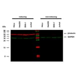 WB - Anti-beta Tubulin Antibody [TU-06] (A86335)