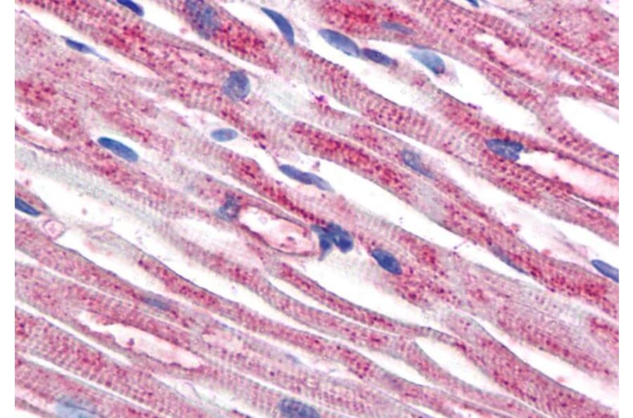IHC - Anti-beta Tubulin Antibody [TU-06] (A86335)