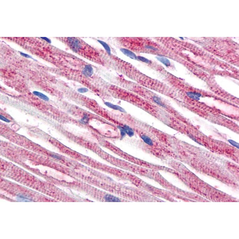 IHC - Anti-beta Tubulin Antibody [TU-06] (A86335)