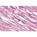 IHC - Anti-beta Tubulin Antibody [TU-06] (A86335)