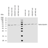 WB - Anti-beta Tubulin Antibody [TU-06] (A86335)