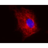 Immunocytochemistry - Anti-beta Tubulin Antibody [TU-06] (A86334) - Antibodies.com