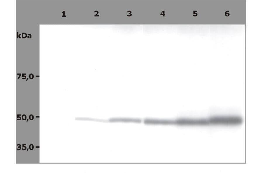 Western Blot - Anti-beta Tubulin Antibody [TU-06] (A86335) - Antibodies.com