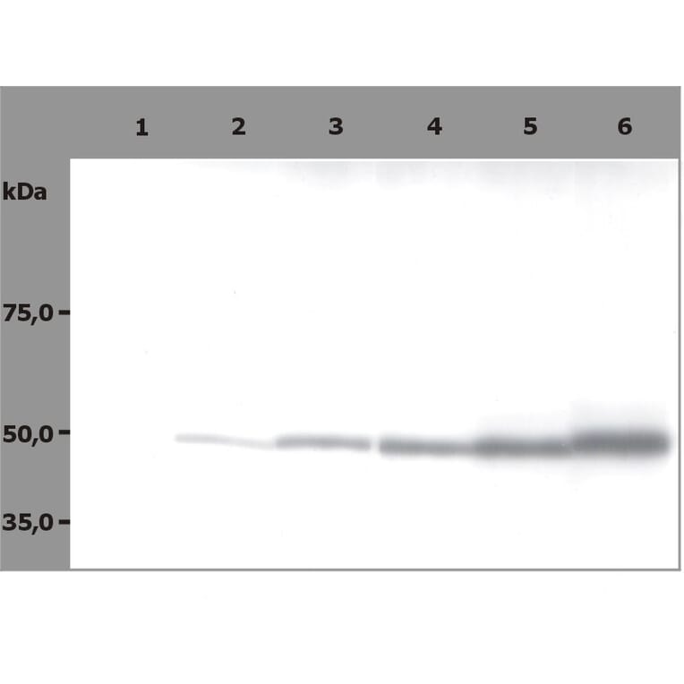 Western Blot - Anti-beta Tubulin Antibody [TU-06] (A86335) - Antibodies.com