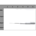 Western Blot - Anti-beta Tubulin Antibody [TU-06] (A86335) - Antibodies.com