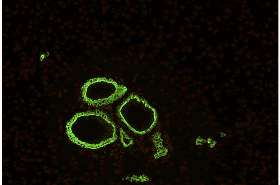 IHC - Anti-Cytokeratin 19 Antibody [A53-B/A2] (A86355)