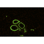 IHC - Anti-Cytokeratin 19 Antibody [A53-B/A2] (A86355)