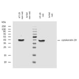 WB - Anti-Cytokeratin 19 Antibody [A53-B/A2] (A86355)