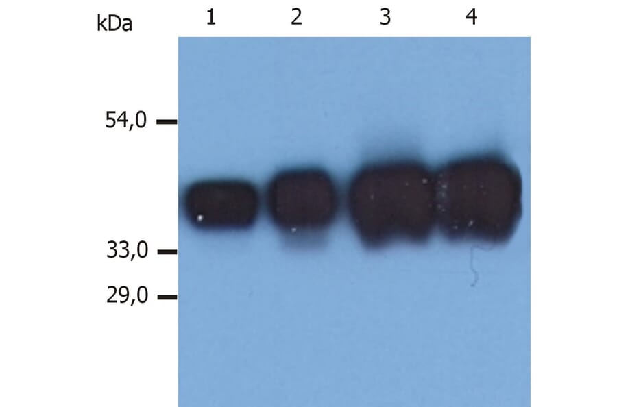 Western Blot - Anti-Cytokeratin 19 Antibody [A53-B/A2] (A86354) - Antibodies.com