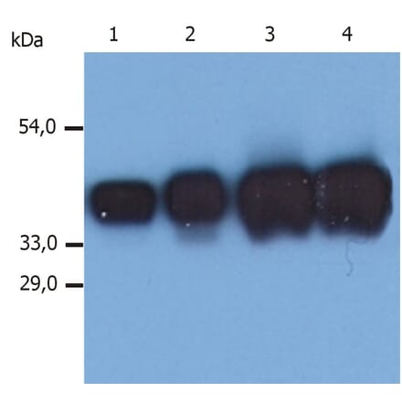 Western Blot - Anti-Cytokeratin 19 Antibody [A53-B/A2] (A86354) - Antibodies.com