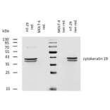 WB - Anti-Cytokeratin 19 Antibody [A53-B/A2] (Biotin) (A86358)
