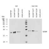 WB - Anti-C17orf87 Antibody [NVL-07] (A86365)