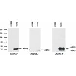 WB - Anti-AGR2 + AGR3 Antibody [AGR3.4] (A86377)