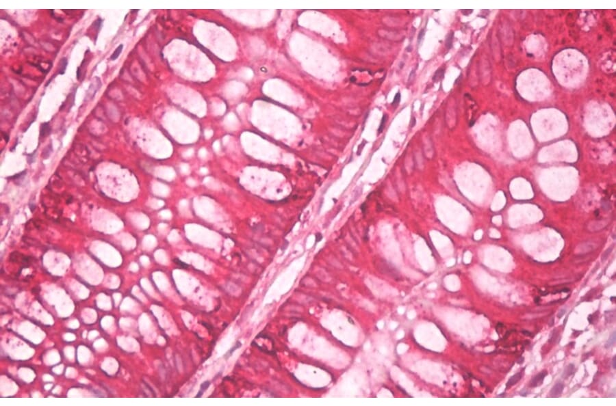 Immunohistochemistry - Anti-AGR2 + AGR3 Antibody [AGR3.4] (A86376) - Antibodies.com