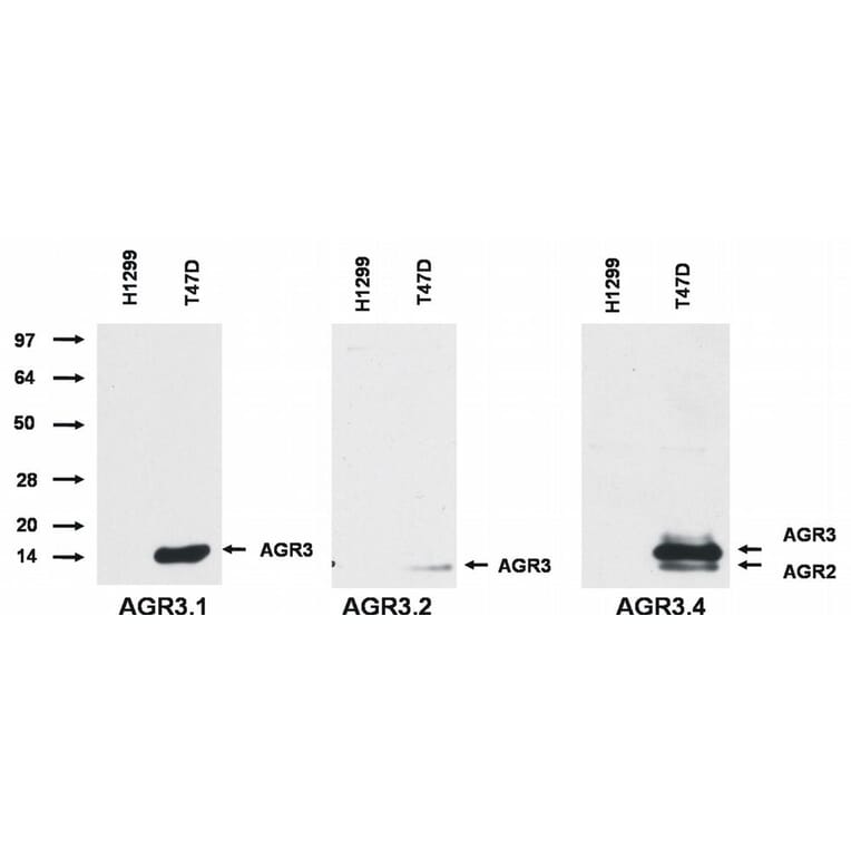 Western Blot - Anti-AGR2 + AGR3 Antibody [AGR3.4] (A86377) - Antibodies.com