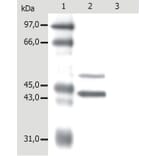 Western Blot - Anti-Cytokeratin 5 + 18 Antibody [C-50] (A86386) - Antibodies.com