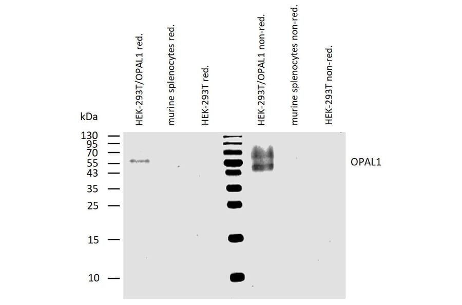 WB - Anti-OPAL1 Antibody [OPAL1-01] (A86398)