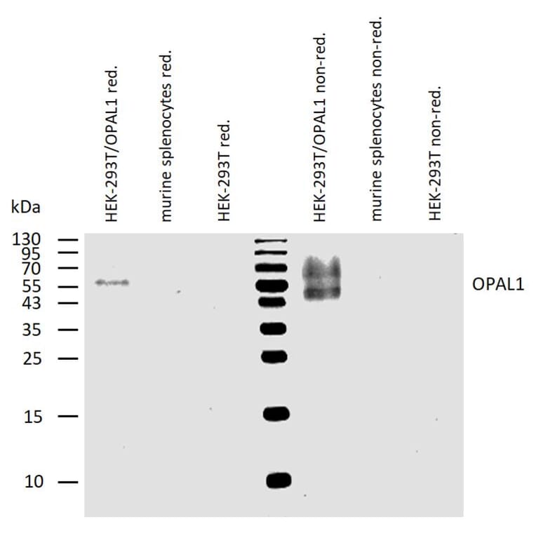 WB - Anti-OPAL1 Antibody [OPAL1-01] (A86398)