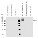 WB - Anti-OPAL1 Antibody [OPAL1-01] (A86398)