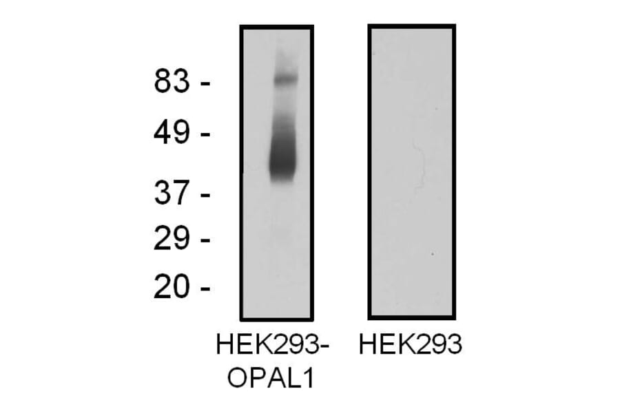 Western Blot - Anti-OPAL1 Antibody [OPAL1-01] (A86398) - Antibodies.com