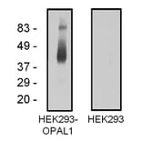 Western Blot - Anti-OPAL1 Antibody [OPAL1-01] (A86398) - Antibodies.com
