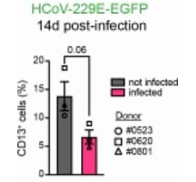 fluorescent staining - Anti-CD13 Antibody [WM15] - Low endotoxin, Azide free - Antibodies.com