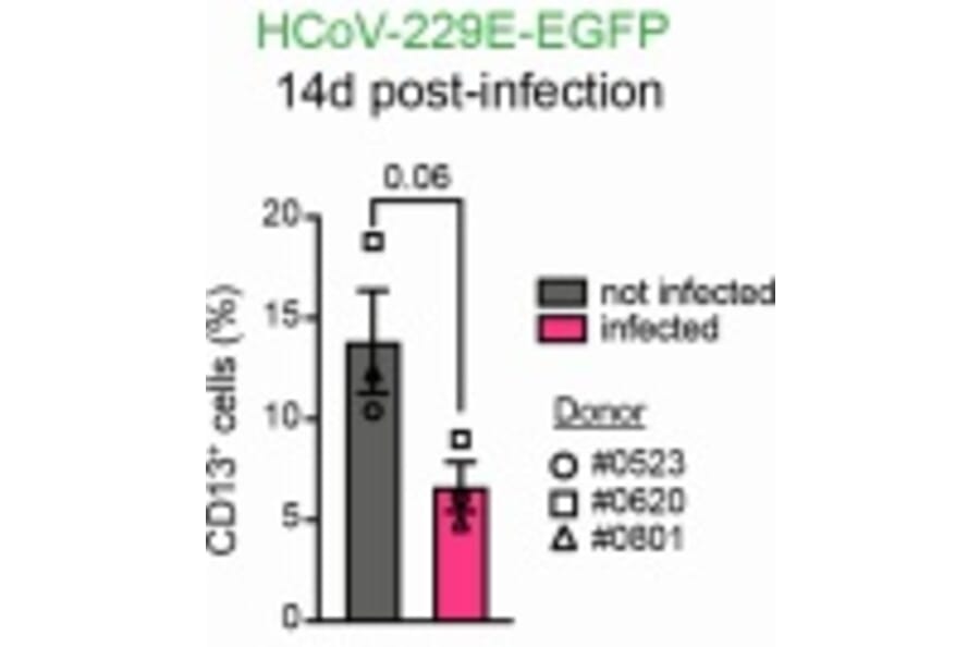 fluorescent staining - Anti-CD13 Antibody [WM15] - Low endotoxin, Azide free - Antibodies.com