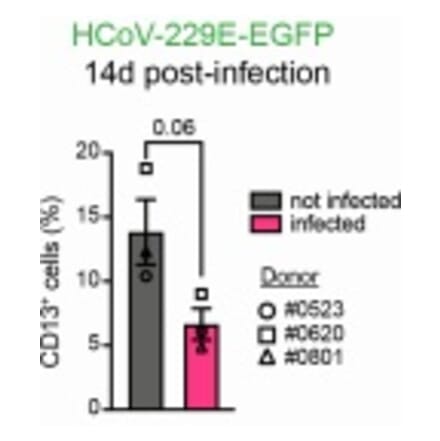 fluorescent staining - Anti-CD13 Antibody [WM15] - Low endotoxin, Azide free - Antibodies.com