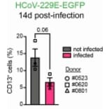 fluorescent staining - Anti-CD13 Antibody [WM15] - Low endotoxin, Azide free - Antibodies.com