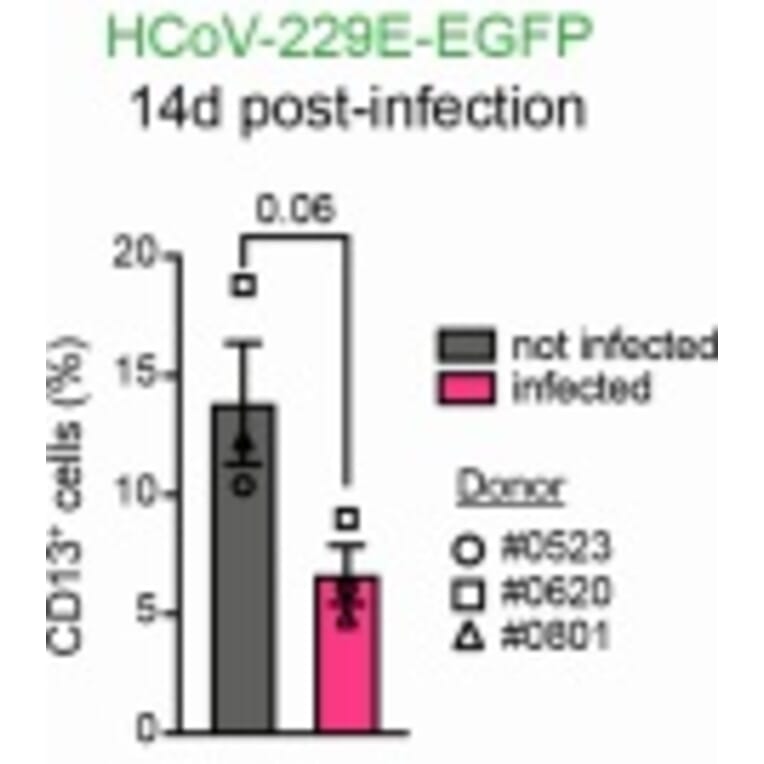 fluorescent staining - Anti-CD13 Antibody [WM15] - Low endotoxin, Azide free - Antibodies.com