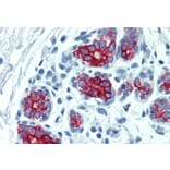 Immunohistochemistry - Anti-Cytokeratin 7 + 17 Antibody [C-46] (A86417) - Antibodies.com