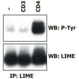 IP - Anti-LIME Antibody [LIME-06] (A86419)