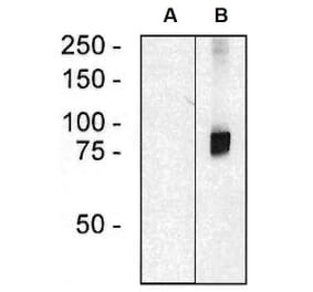 WB - Anti-ARHGEF4 Antibody [ARHGEF-08] (A86420)