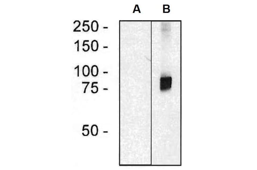 WB - Anti-ARHGEF4 Antibody [ARHGEF-08] (A86420)