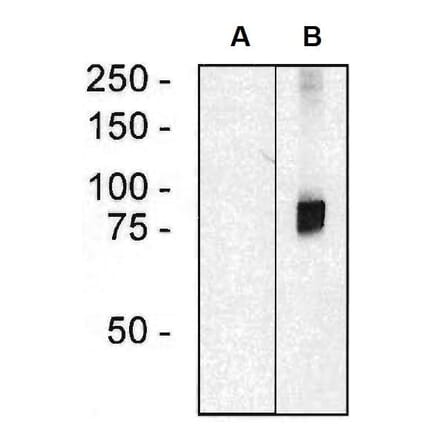 WB - Anti-ARHGEF4 Antibody [ARHGEF-08] (A86420)