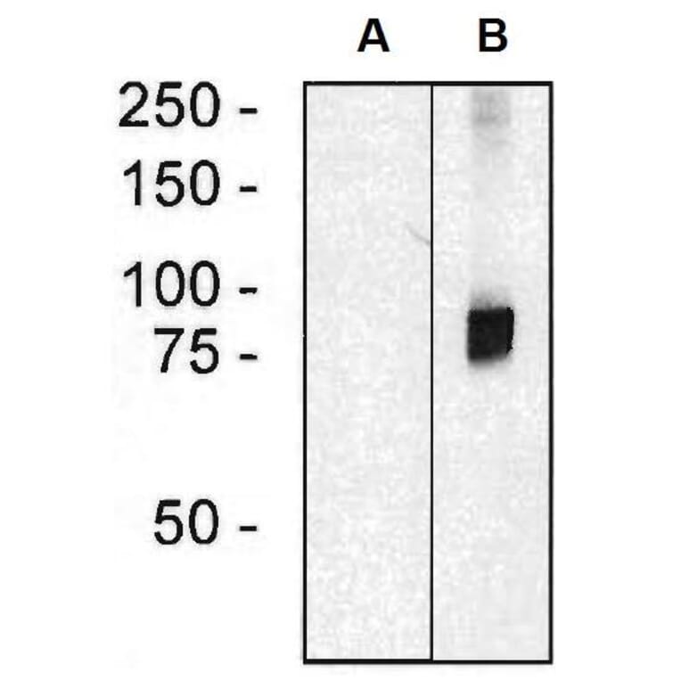 WB - Anti-ARHGEF4 Antibody [ARHGEF-08] (A86420)