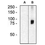 WB - Anti-ARHGEF4 Antibody [ARHGEF-08] (A86420)
