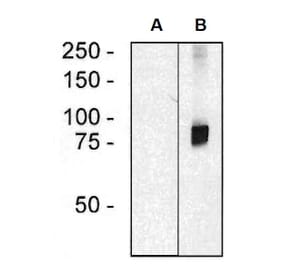 Western Blot - Anti-ARHGEF4 Antibody [ARHGEF-08] (A86419) - Antibodies.com
