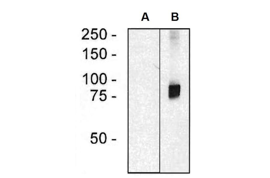 Western Blot - Anti-ARHGEF4 Antibody [ARHGEF-08] (A86419) - Antibodies.com