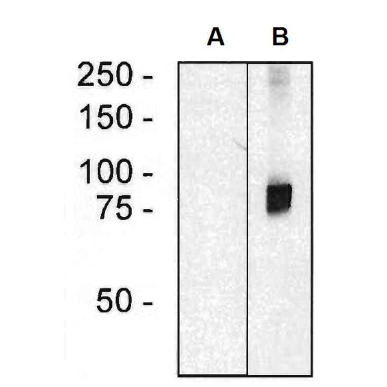 Western Blot - Anti-ARHGEF4 Antibody [ARHGEF-08] (A86419) - Antibodies.com