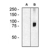 Western Blot - Anti-ARHGEF4 Antibody [ARHGEF-08] (A86419) - Antibodies.com