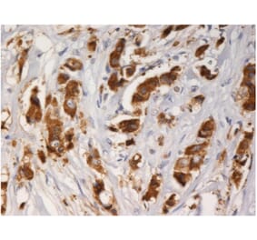 IHC - Anti-AGR3 Antibody [AGR3.1] (A86426)